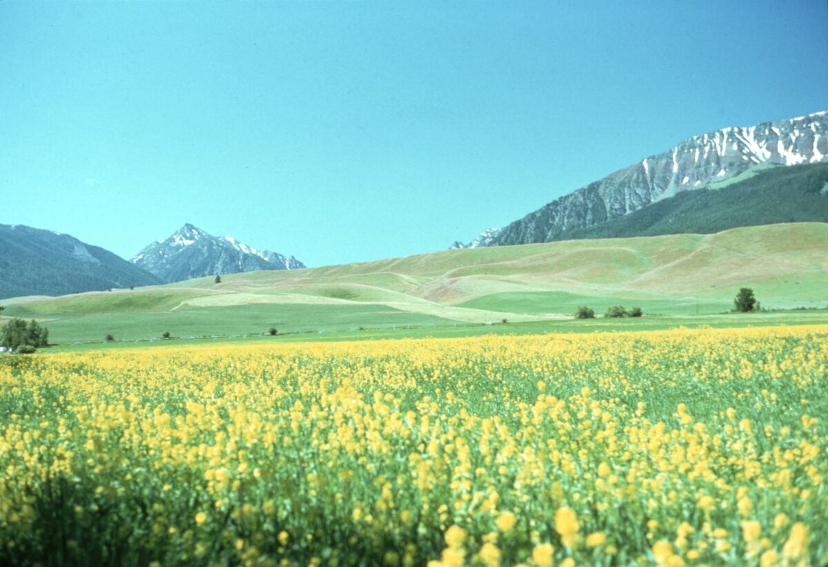 This field, probably of mustard but possibly an early example of canola in the county, blooms yellow on Upper Prairie Creek. Rising behind the east moraine of Wallowa Lake are, from left, Mt. Howard, Mt. Bonneville, and Chief Joseph Mountain. Taken by Janie Tippett.