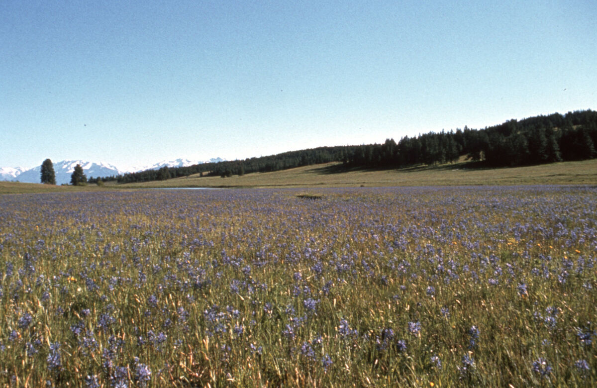 Looking southwest across the camas beds on the Lewiston Hwy (Hwy 30) north of Enterprise. Chief Joseph Mountain can be seen in the distance. Taken by Janie Tippett.