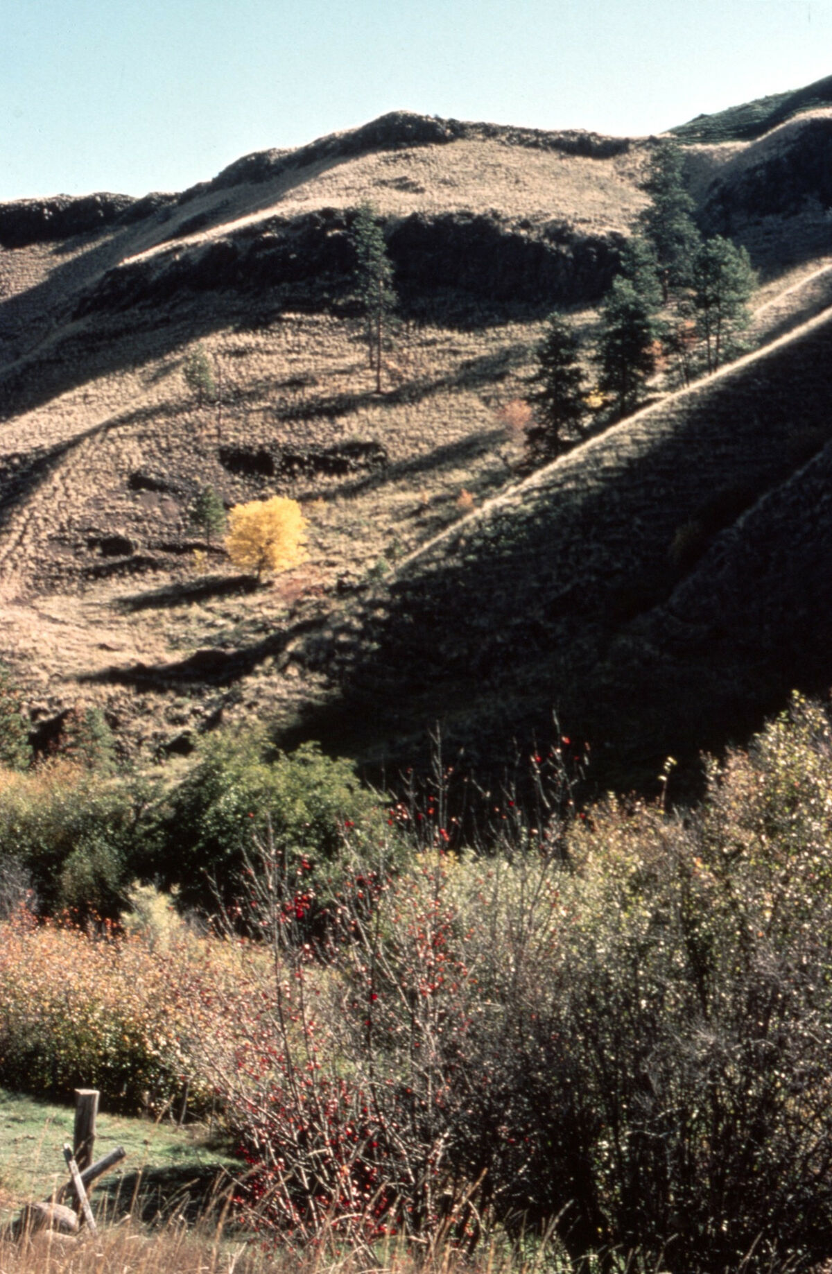 This is a filler photo with no significance related to the narrative at this point. The photo is not of near Grangeville, but of somewhere on Little Sheep Highway near the fish hatchery between Joseph and Imnaha. Taken by Janie Tippett.