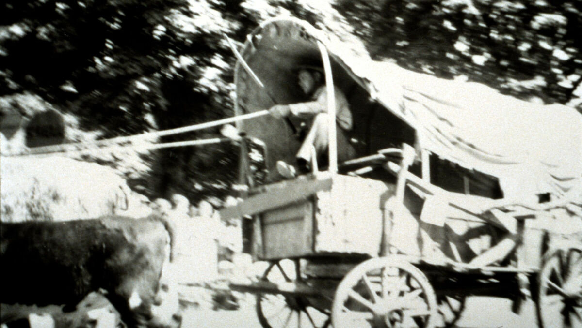 Oxen.