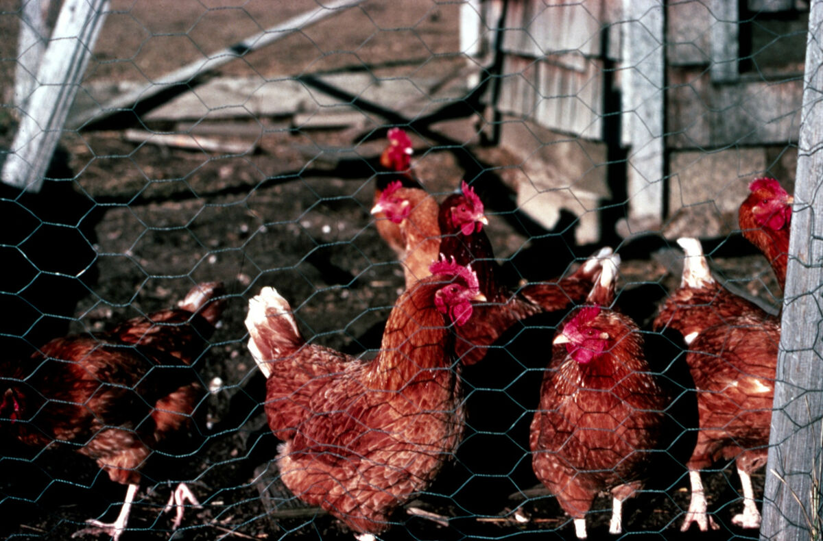 Chickens at the Tippett home place on Prairie Creek. Taken by Janie Tippett.