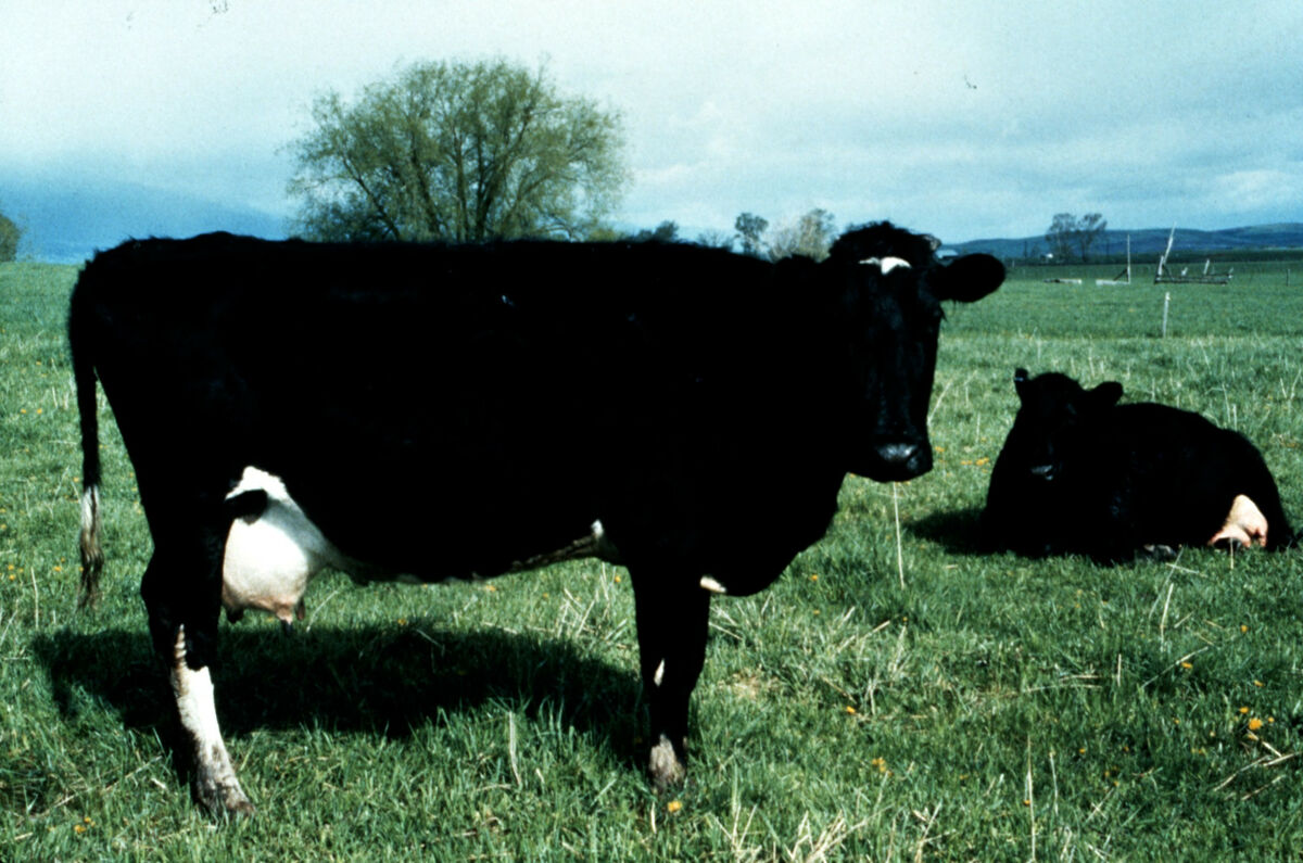 A milk cow at the Tippett home place on Prairie Creek. Taken by Janie Tippett.