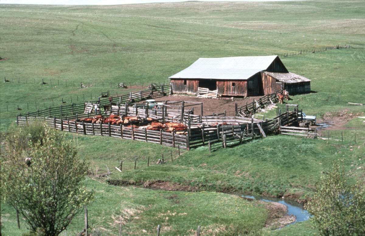 The Tippett place in the hills at Wet Salmon Creek. Taken by Janie Tippett.