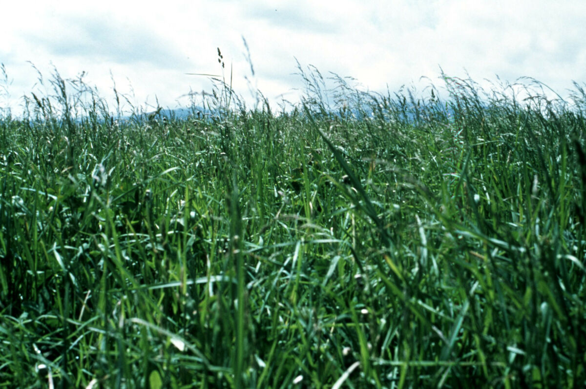 Grass: the number one ingredient in stock-raising. Taken by Janie Tippett.