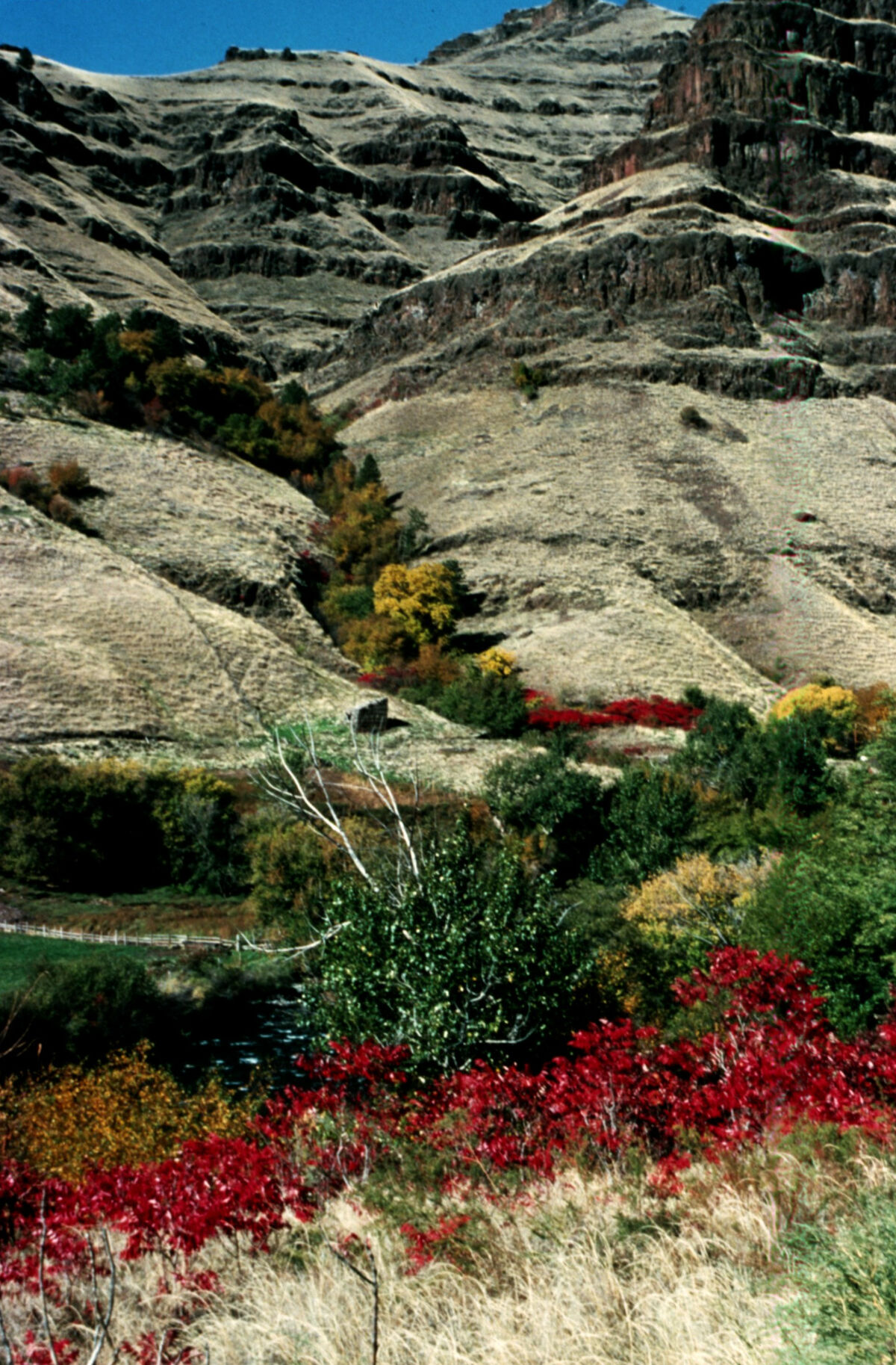 An old homestead on the lower Imnaha River. Taken by Janie Tippett.
