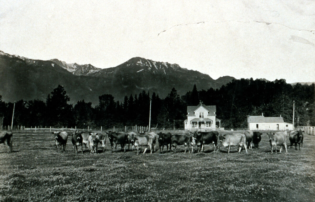Registered Jersey dairy cows grazing in front of the Wilson house on Wilson Lane below Ruby Peak on Alder Slope.