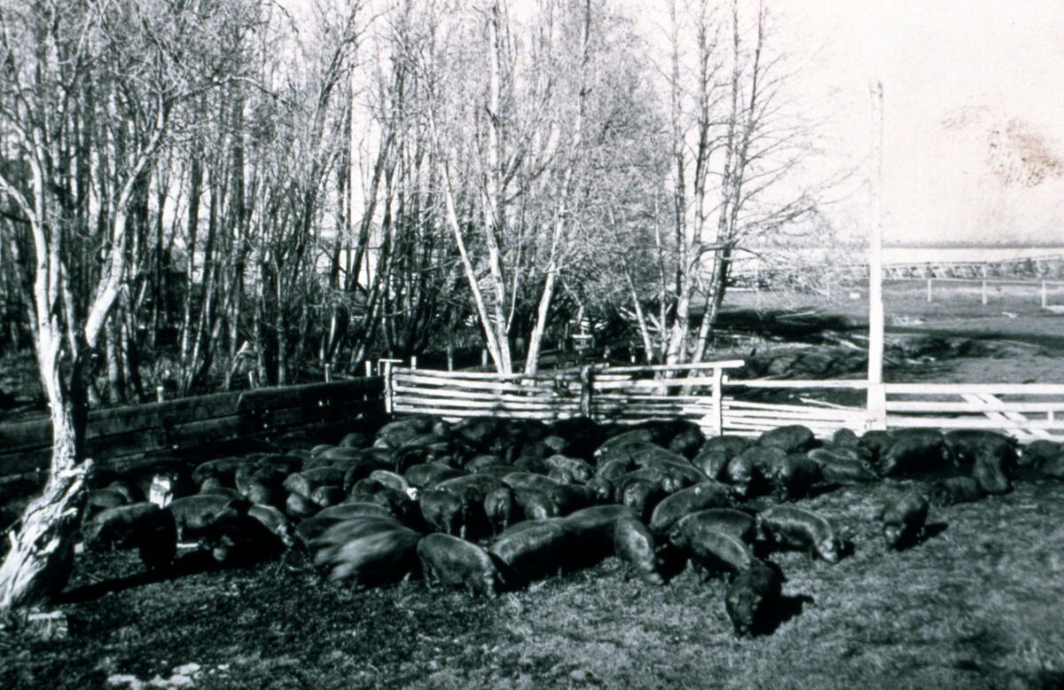 Hog farm.