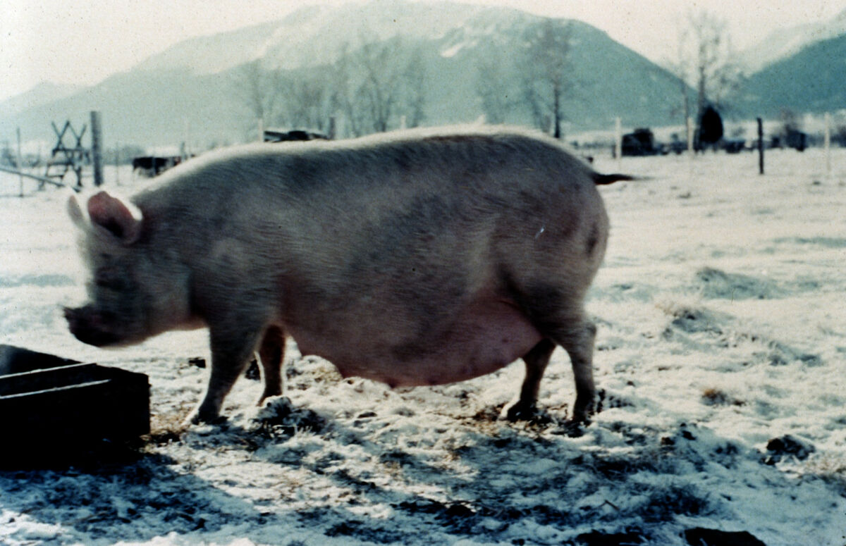 A sow heading for the trough. Taken by Cressie Green.