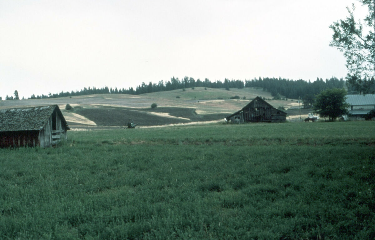 Farms in what looks like the North End. Taken by Cressie Green.