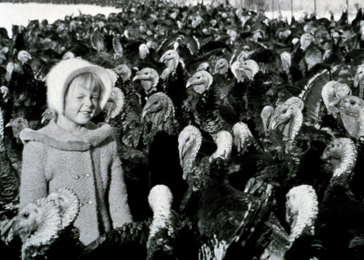 Raising turkeys.