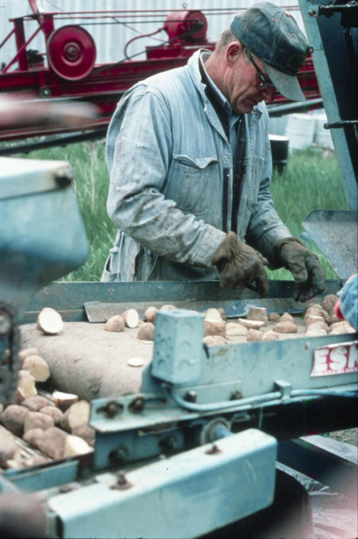 Doug Tippett sorts seed potatoes at the Tippett home place on Prairie Creek. Taken by Janie Tippett.