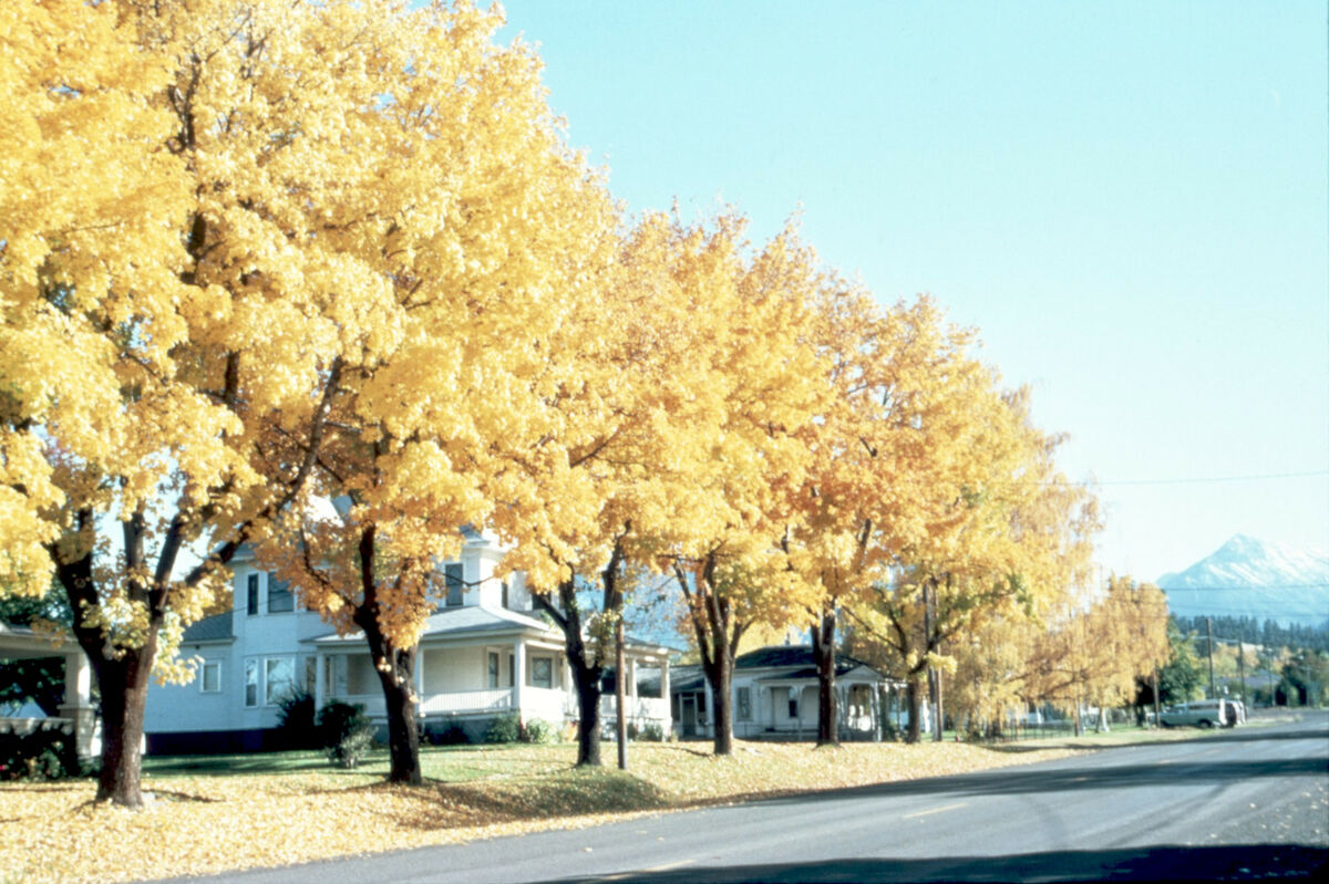 The city of Joseph in 1987. Taken by Janie Tippett.