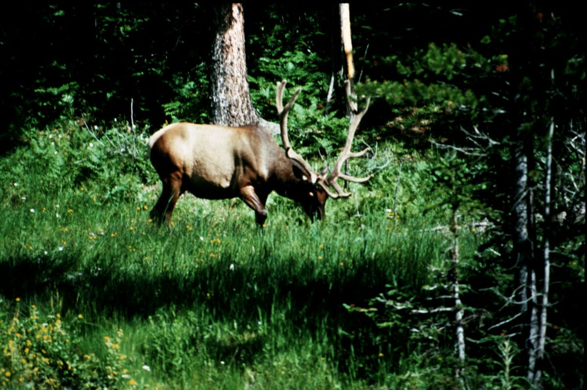 A mature bull elk grazing. Taken by Steve Roundy.