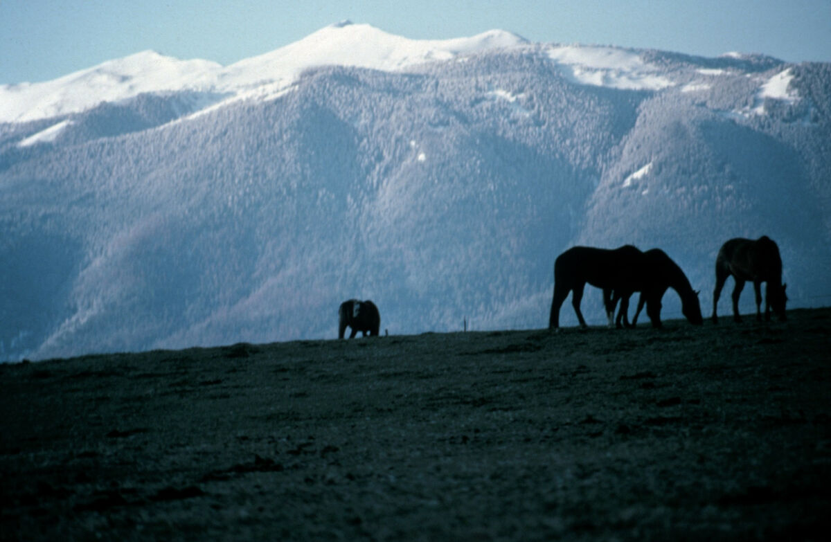 This shot of horses grazing was taken with a zoom lens on the Tippett home place on Prairie Creek. Taken by Janie Tippett.